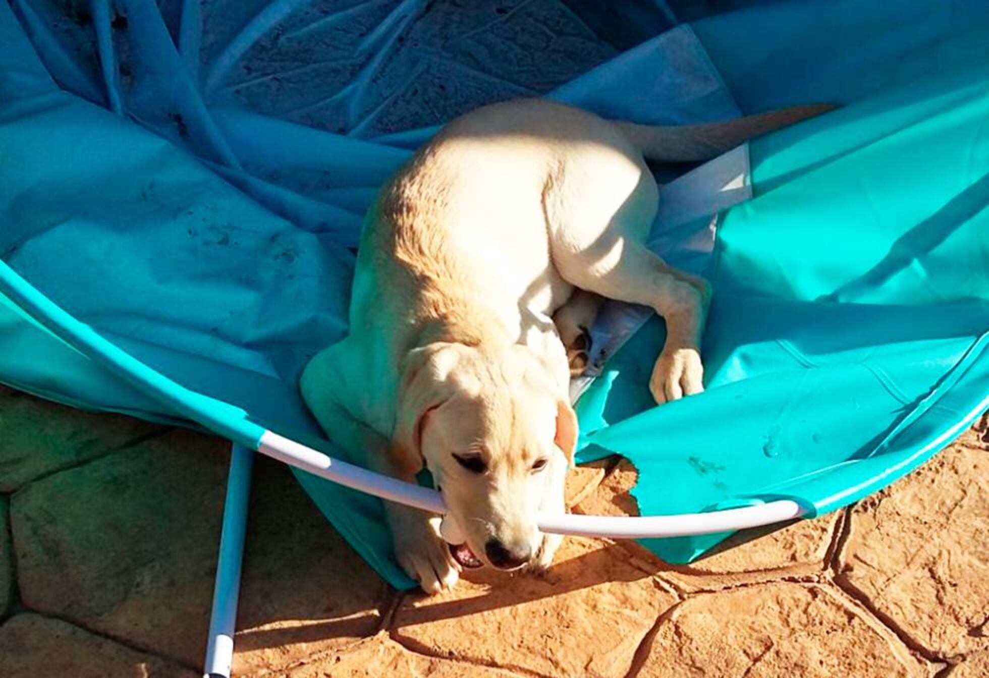 Trucos para que tu perro no te destroce la casa cuando se queda solo |  Animales y CIA | EL PAÍS