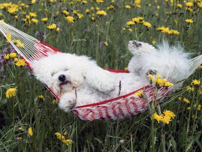 Haga clic aquí para salvar el mundo (y quédese tan pichi)