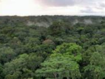 Arboretum de Raponda Walker, en Gabón.