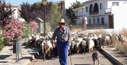 A shepherd from Zafarraya guides his flock through the streets