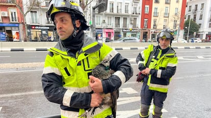 Un bombero, con la cría de pavo real en brazos, esta mañana en Doctor Esquerdo.