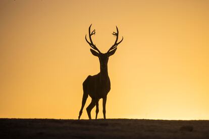 Un ciervo macho al atardecer en la sierra de Andújar.