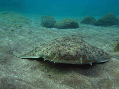 Imagen de un Angelote, una de las especies de tiburón más amenazadas.