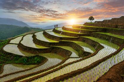 Arrozales en Tailandia, uno de los destinos que propone ‘El gran viaje a través del paladar’.