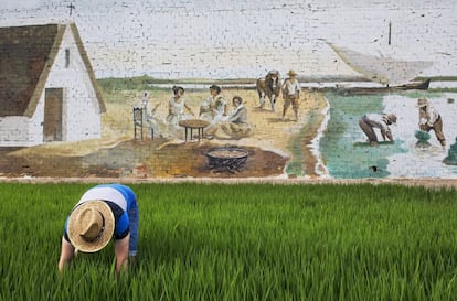 A rice planter in the fields.