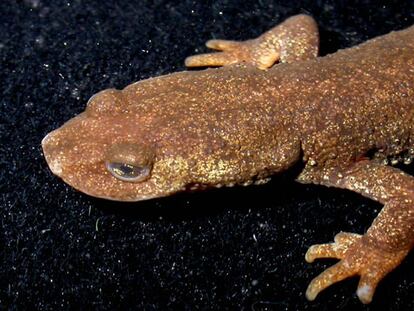 El tritón del Montseny, <i>Calotriton arnoldi.</i>