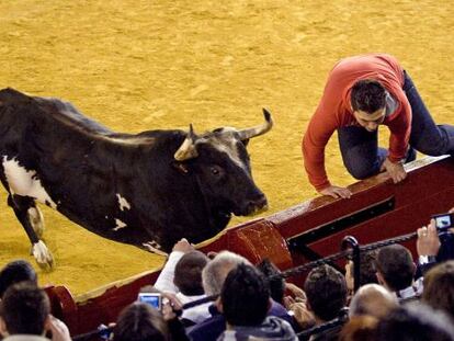 El toro Ratón en acción.