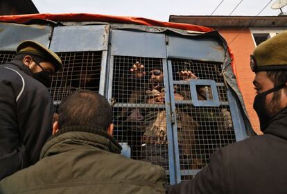 La policía detiene a un activista de un grupo separatista de Cachemira durante una protesta a favor de los Derechos Humanos.