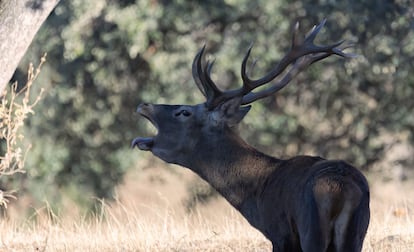 Un ciervo berrea en un parque natural de Andalucía.