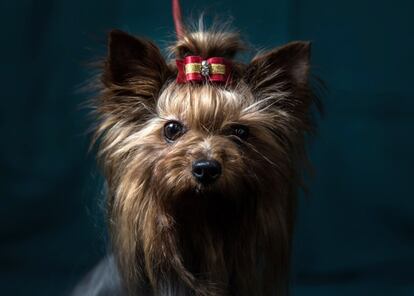 Abfab, un Yorkshire Terrier.