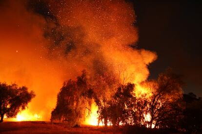 Árboles y arbustos en llamas por el incendio Fairview, cerca de Hemet, el 5 de septiembre de 2022.