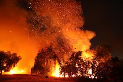 Árboles y arbustos en llamas por el incendio Fairview, cerca de Hemet, el 5 de septiembre de 2022.