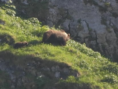 Una osa con dos cachorros, el jueves en el Parque Natural de Somiedo