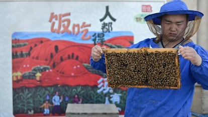 Un apicultor chino en Jianxing, en la provincia de Zhejiang. 