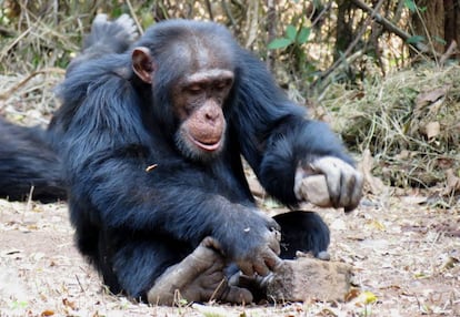 Un chimpancé se sirve de piedras para romper la cáscara de frutos secos.