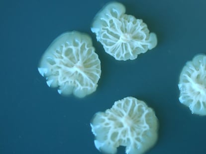 Aspecto de algunas bacterias estudiadas en la Estación Espacial Internacional.