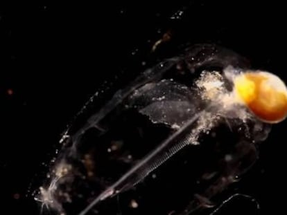 Reconocemos las medusas, pero en esas masas blanquecinas que vemos flotando cerca de la costa hay muchos otros organismos