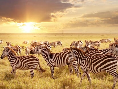 Cebras en el parque nacional africano Mas&aacute;i Mara, en Kenia (en la frontera con Tanzania). 