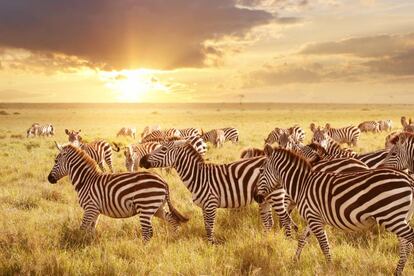 Cebras en el parque nacional africano Masái Mara, en Kenia (en la frontera con Tanzania).