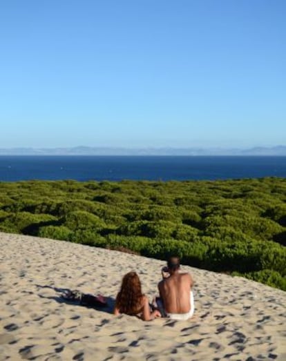 Pinares en las marismas de Doñana.