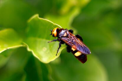 Aspecto de la avispa asiática. 