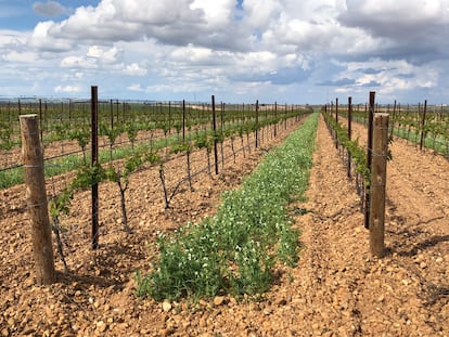 Uno de los viñedos ecológicos de Marqués de Riscal de la D. O. Rueda.