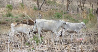 Vacas pastando en campos amarillentos en Nicaragua