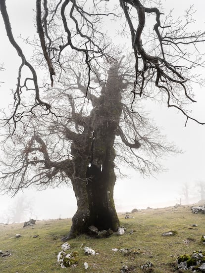 Brazos desnudos de hojas de quejigos
de montaña entre la niebla, en el futuro
parque nacional de la Sierra de las Nieves,
que posee una gran amalgama botánica.