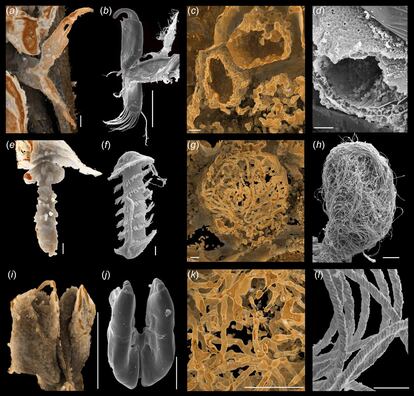 Partes del cuerpo de los ostrácodos conservadas en fósiles en comparación con las especies modernas.