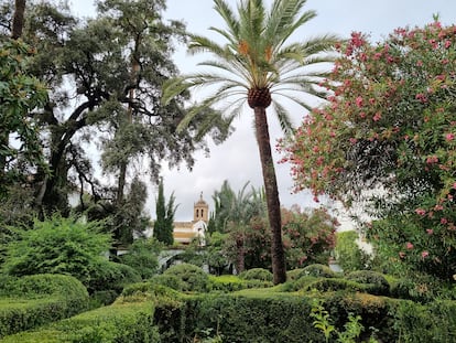 La zona del jardín con la encina cuatro veces centenaria a la izquierda y una palmera datilera.