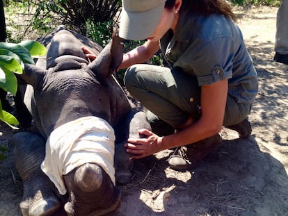 La veterinaria Fabiola Quesada atiende a un rinoceronte sedado en Sudáfrica.