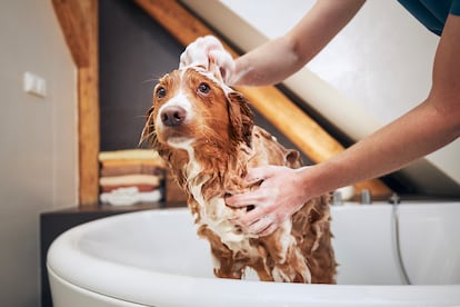 Cómo cuidar la piel de perros y gatos