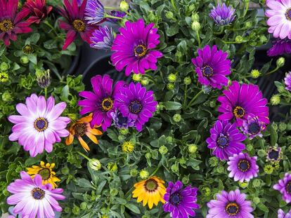 Flors a la Rambla de Barcelona.