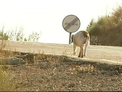 Sólo el 23 por ciento de los perros abandonados llevan un chip de identificación