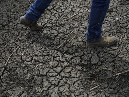 Un campesino pasea por un campo seco de California.
