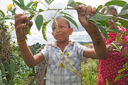 Projeto de agricultura familiar em Jaguarari (BA).