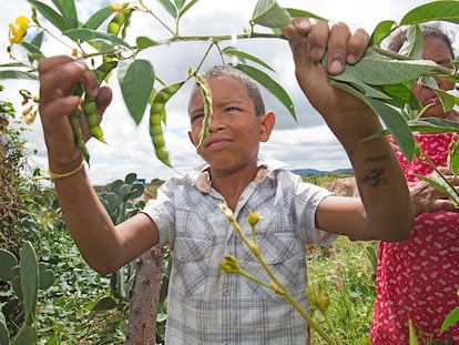 Projeto de agricultura familiar em Jaguarari (BA).