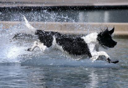 Un perro persigue una pelota en un estanque de los jardines del Parlamento escocés en Edimburgo en un día cálido y soleado.