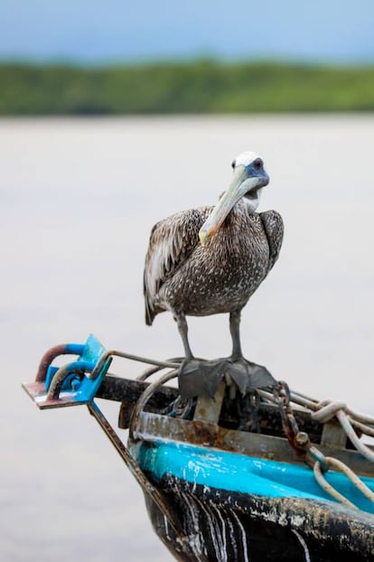 El parque nacional Isla San Lucas es de los últimos territorios que han sido protegidos en Costa Rica: una isla del golfo de Nicoya, en aguas del Pacífico, que funcionó como penitenciaría entre 1873 y 1991 y acaba de ser abierta al turismo. Además de su rica flora y fauna, uno de los principales atractivos turísticos del lugar son los cientos de escritos en las paredes de las celdas, así como grandes dibujos. La isla cuenta con 16 puntos con códigos QR: escaneando el código los visitantes encontrarán información de la historia, la flora y la fauna de cada uno de los senderos o sitios arquitectónicos o naturales que aquí se encuentran. Más información: <a href="https://www.visitcostarica.com/en" target="_blank">visitcostarica.com</a>