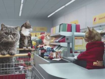 El supermercado danés Netto viraliza un vídeo publicitario que reúne a los felinos estrellas de Youtube