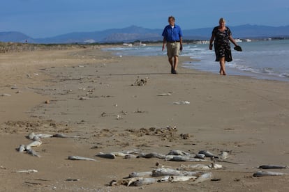 Aparecen miles de peces muertos junto a la desembocadura del río Segura en la playa de los Tosales de Guardamar.