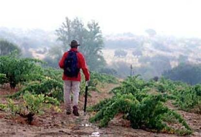 Un excursionista sortea las vides en el camino de Cenicientos a Cadalso.