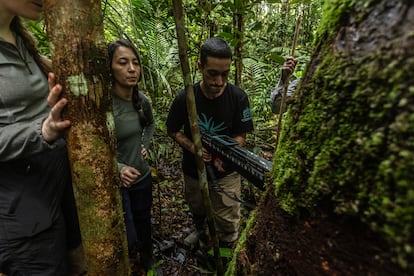 Los investigadores Gisele Biem y Gustavo Lemes practicaban el uso de un resistógrafo en un árbol de la reserva Ducke, el 19 de mayo. 