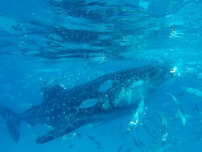 Antes de que surgiese el proyecto en Donsol, 800 tiburones ballena fueron apresados en Filipinas. La pesca de uno sólo de estos ejemplares se pagaba a 230.000 euros.