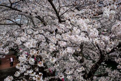 Cerezos en flor en el río Meguro en Tokio, Japón