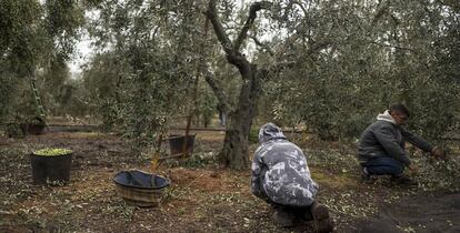 Recogida de aceitunas en una finca de Sevilla.