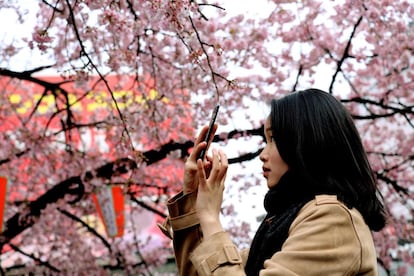 Los primeros pétalos rosas asoman una semana antes de la plena floración del 'sakura'. El parque Ueno, situado en Tokio (Japón), cuenta con miles de cerezos y cada año recibe a más visitantes que pasean e inmortalizan el momento con fotografías y autorretratos. En la imagen, una visitante del parque fotografía las flores de este parque, el 18 marzo 2019.