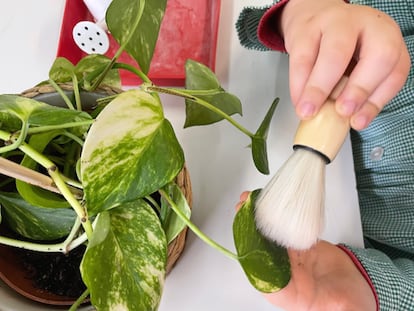 Un niño realiza una actividad con una planta en C.P. San Benito de Madrid. La pedagogía Montessori trabaja con elementos naturales