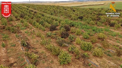 Vista de una plantación ilegal de cáñamo descubierta en Artajona (Navarra).