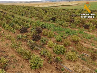 Vista de una plantación ilegal de cáñamo descubierta en Artajona (Navarra).
